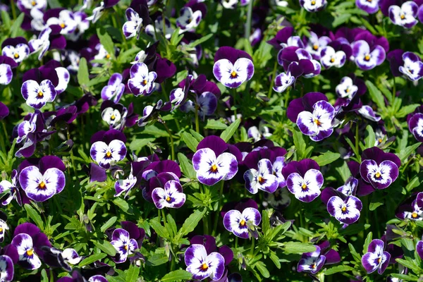 Рогатые Фиолетовые Белые Фиолетовые Цветы Латинское Название Viola Cornuta — стоковое фото