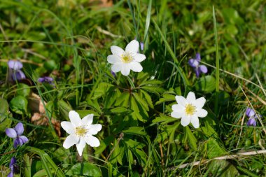 Ahşap şakayık çiçekleri - Latince adı - Anemone nemorosa