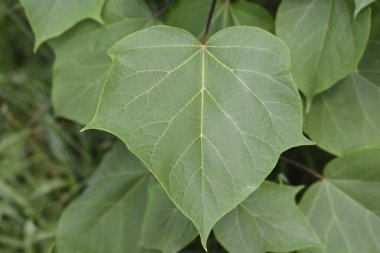 Sarı katalpa yeşil yaprakları - Latince adı - Katalpa ovata