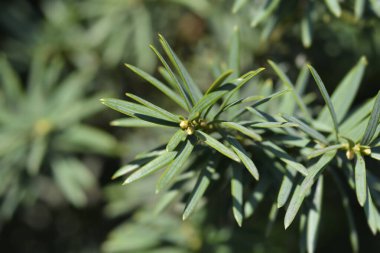 Çiçek tomurcuklu İrlanda Yew şubesi - Latince adı - Taxus baccata