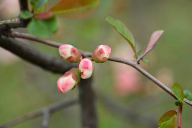 Çiçek tomurcuklu Japon Çiçekli Quince Toyo Nishiki dalı - Latince adı Chaenomeles japonica Toyo Nishiki