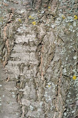 Damson Plum ağaç kabuğu detayı - Latince adı - Prunus domestica ssp. insititia