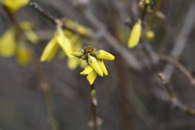 Çiçek tomurcukları olan Forsythia dalı - Latince adı - Forsythia x intermedia