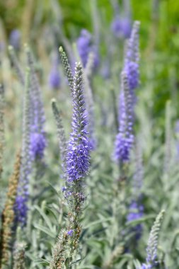 Gümüş Speedwell Mavi Çiçeği Latince adı Veronica Spicata Subsp. incana