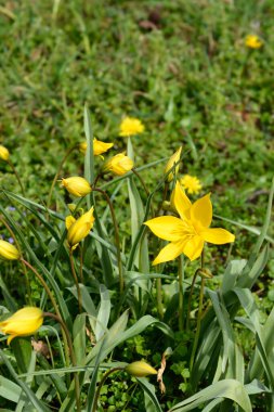 Vahşi Lale Çiçekleri - Latince adı - Tulipa Sylvestris