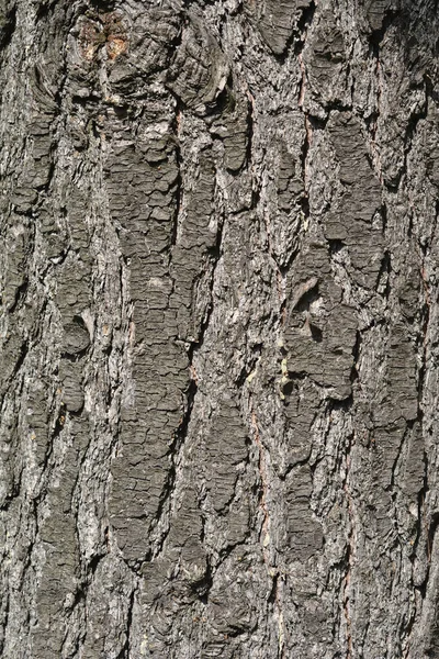 Corteccia Pino Bianco Orientale Nome Latino Pinus Strobus — Foto Stock