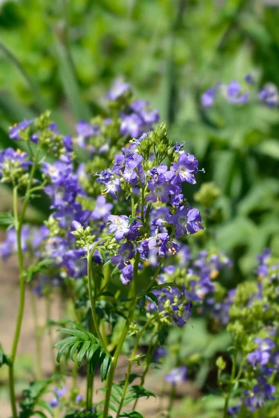Mavi Jakobs Merdiven Çiçekleri Latince Adı Polemonyum Caeruleum — Stok fotoğraf