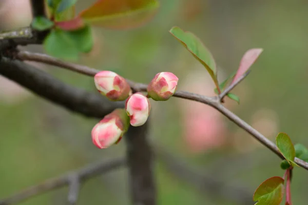 Japanese Flowering Quince Toyo Nishiki Branch Flower Buds Latin Name — Stock Photo, Image