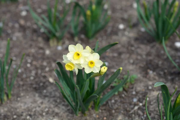 Нарцисс Миннов Цветы Латинское Название Narcissus Minnow — стоковое фото