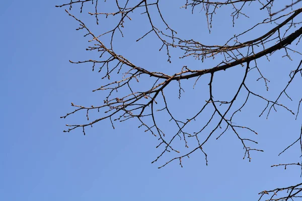 青い空に対する芽を持つ銀石灰の枝 ラテン語名 Tilia Tomentosa — ストック写真