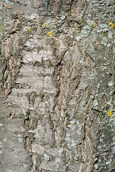 Pflaumenrinde Detail Lateinischer Name Prunus Domestica Ssp Insititia — Stockfoto