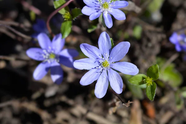 Liverwort Mavi Çiçekleri Latince Adı Hepatica Nobilis — Stok fotoğraf