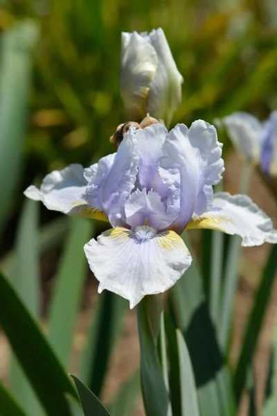 Intermediate Bearded Iris Palm Springs Flower Latin Name Iris Palm — Stock Photo, Image