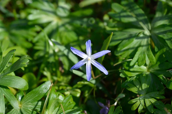 Kar Mavisi Çiçeğinin Boissiers Zaferi Latince Adı Scilla Luciliae — Stok fotoğraf