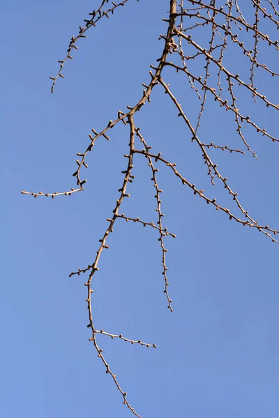 Branches Ginkgo Avec Des Bourgeons Contre Ciel Bleu Nom Latin — Photo
