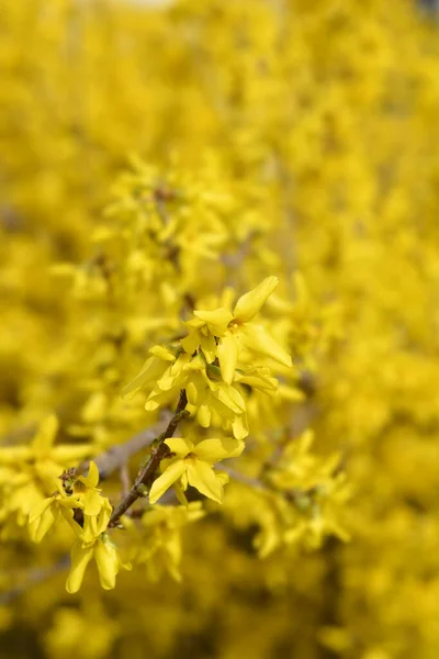 Weeping Forsythia Yellow Flowers Latin Name Forsythia Suspensa — Stock Photo, Image