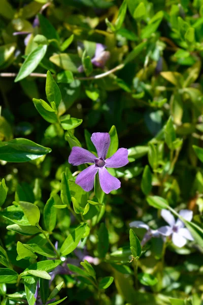 Lesser Periwinkle Atropurpurea Flower Latin Name Vinca Minor Atropurpurea — Stock Photo, Image