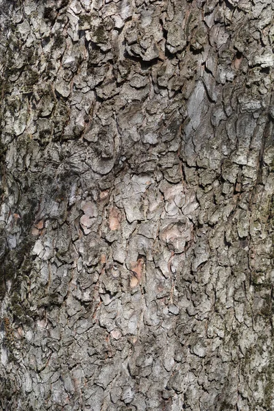 Common Horse Chestnut Bark Detail Latin Name Aesculus Hippocastanum — Stock Photo, Image