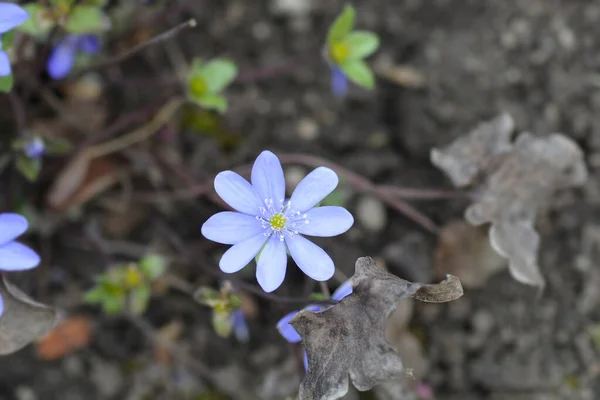 Liverwort Sininen Kukka Latinalainen Nimi Hepatica Nobilis — kuvapankkivalokuva