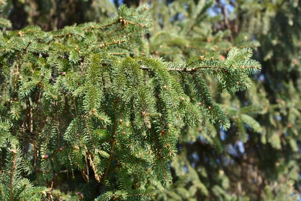 Κωνοφόρα Νορβηγίας Κλαδιά Λατινική Ονομασία Picea Abies — Φωτογραφία Αρχείου
