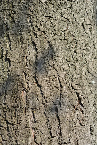 Fioletowo Liściasta Kora Łacińska Nazwa Prunus Cerasifera Pissardii — Zdjęcie stockowe