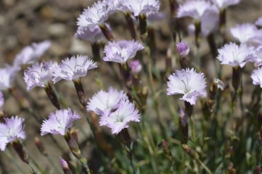 Pink Whatfield Wisp flowers - Latin name - Dianthus Whatfield Wisp
