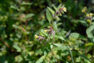 Yellow nonea flowers - Latin name - Nonea lutea