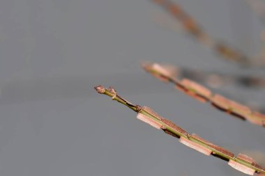 Tomurcuklu Yanan Çalılık - Latince adı Euonymus Alatus