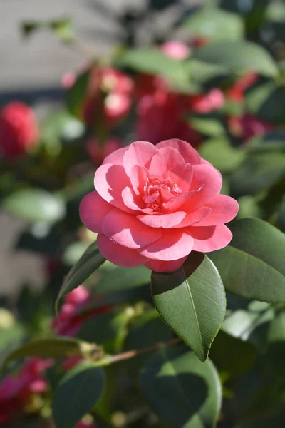 Flor Hojas Camelia Nombre Latino Camellia Japonica — Foto de Stock