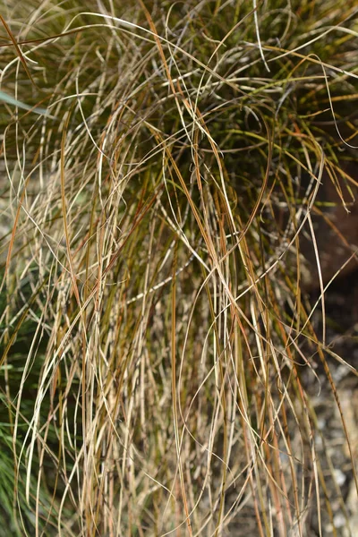 Nieuw Zeeland Sedge Prairie Fire Bladeren Latijnse Naam Carex Testacea — Stockfoto