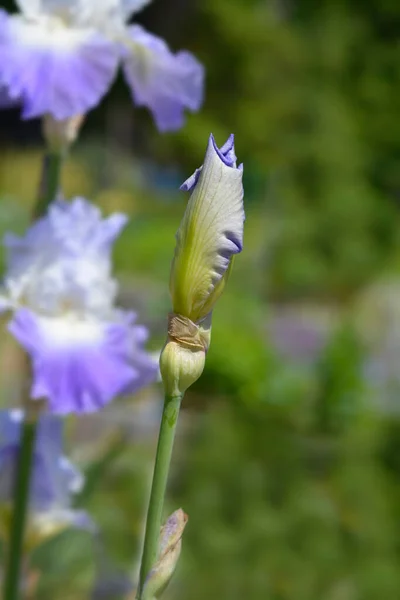Wysoki Pączek Kwiatowy Iris Clarence Łacińska Nazwa Iris Clarence — Zdjęcie stockowe
