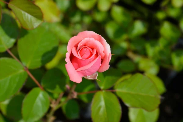 Rose Tom Brote Flores Nombre Latino Rosa Tom Tom — Foto de Stock