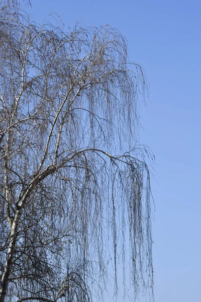 Közönséges Nyírfaágak Magvakkal Levélrügyekkel Kék Ellen Latin Név Betula Pendula — Stock Fotó