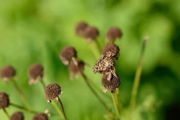 Golden Feverfew Seed Heads Latin Name Tanacetum Parthenium Aureum — Fotografia de Stock