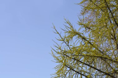 Yeni yaprakları ve çiçekleri olan Ginkgo dalı - Latince adı - Ginkgo biloba