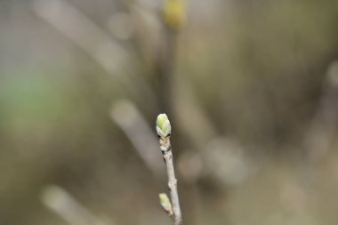 Küçük yapraklı hanımeli dalıyla yaprak tomurcuğu Latince adı Lonicera microphylla