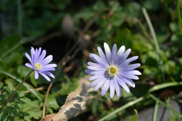 Apennine Anemone Blue Flowers Latin Name Anemone Apennina —  Fotos de Stock