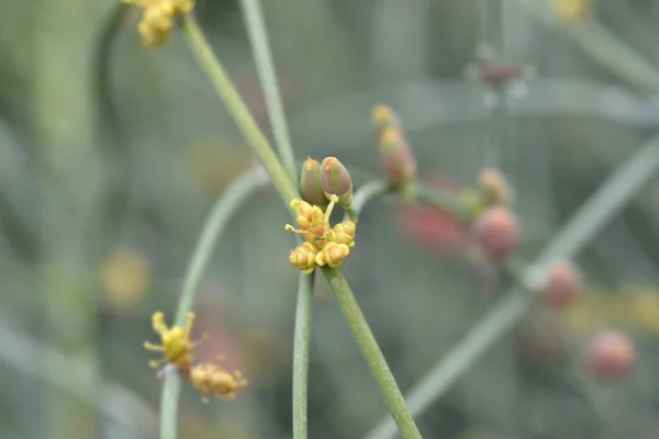Kwiaty Bez Liści Efedryny Łacińska Nazwa Ephedra Foeminea — Zdjęcie stockowe