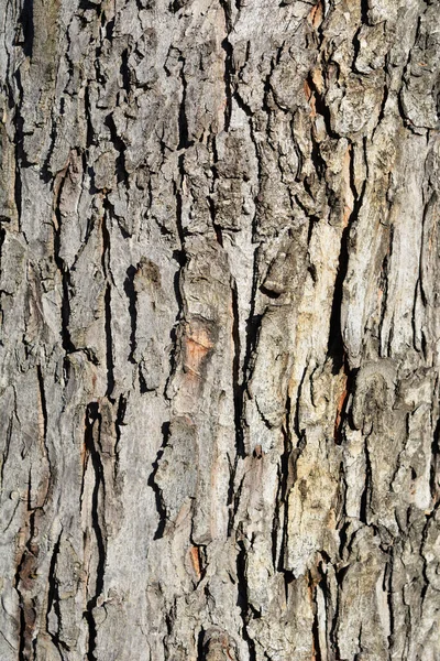 银枫树树皮的细部 拉丁文名 橡胶糖 — 图库照片