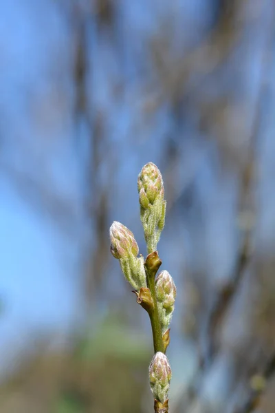 Botões Flores Laburno Dálmata Nome Latino Petteria Ramentacea — Fotografia de Stock