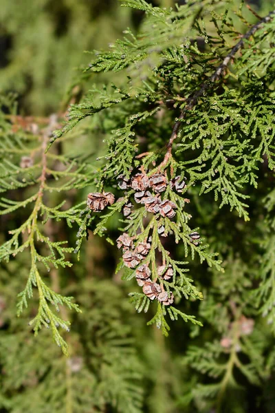 False Cypress Branch Seed Cones Latin Name Chamaecyparis Lawsoniana — Stockfoto
