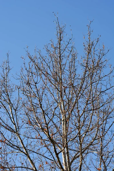 伦敦的分枝 蓝天下有芽和种子 拉丁文名 Platanus Hispanica — 图库照片