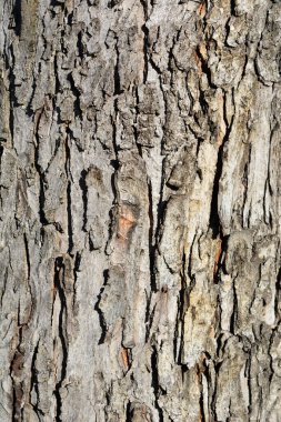 Gümüş akçaağaç kabuğu detayı - Latince adı - Acer saccharinum