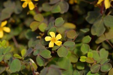 Sarmal sarı çiçekler - Latince adı - Oxalis spiralis