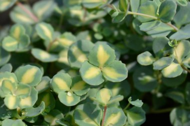 Variegated October stonecrop leaves - Latin name - Hylotelephium sieboldii Variegata clipart