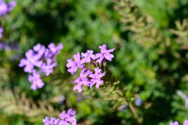Güney Amerika mine çiçekleriyle alay eder - Latince adı - Glandularia pulchella