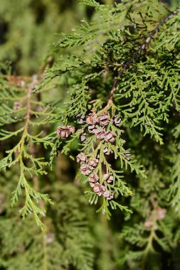 False cypress branch with seed cones - Latin name - Chamaecyparis lawsoniana