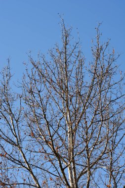 Mavi gökyüzüne karşı tohum ve tomurcuklu Londra uçak dalları Latince adı Platanus x hispanica