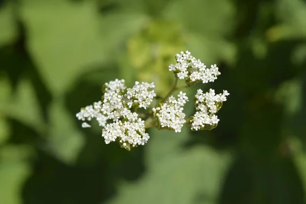 Валерійські Білі Квіти Латинська Назва Valeriana Alliariifolia — стокове фото