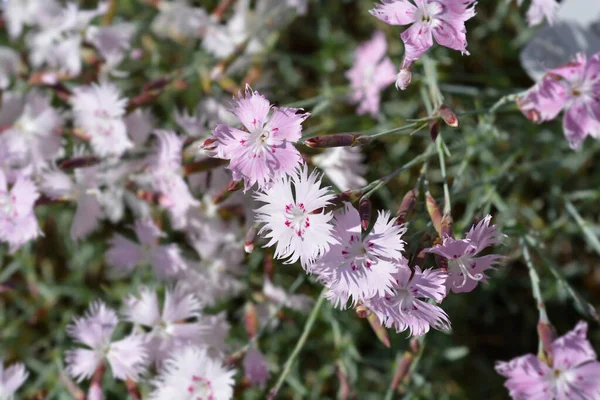 Pink and white carnation flowers - Latin name - Dianthus caryophyllus